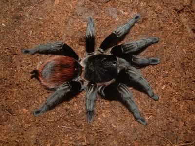 For Sale: Tarantula and scorpion slings - Page 15
