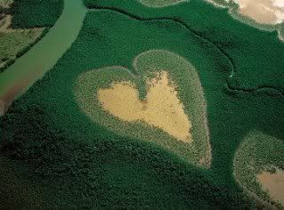 http://i617.photobucket.com/albums/tt252/aiandyai/heart_shaped_mangrove.jpg