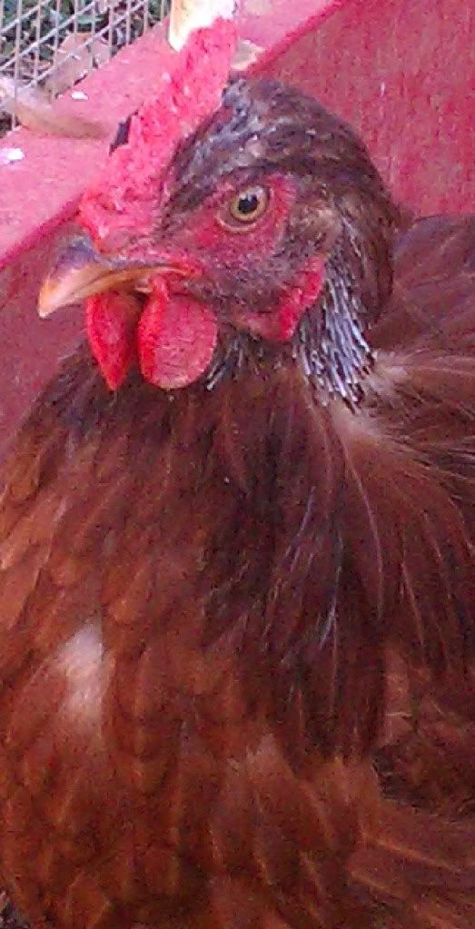 10 month old Rhode Island Red hens losing feathers BackYard Chickens