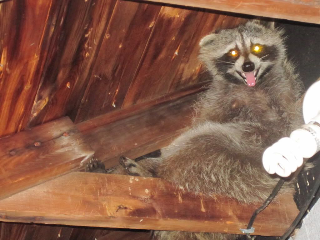 Alpha Animal Control can remove any animal, including raccoons, from attics or anywhere they have made a home.