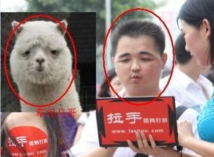 老鼠變成草泥馬~草泥馬哥