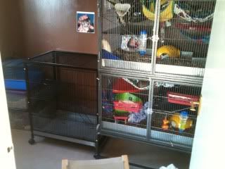 liberta abode rat cage