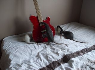 ratsbladeandguitaralsomo030.jpg