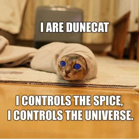 dune-cat.jpg