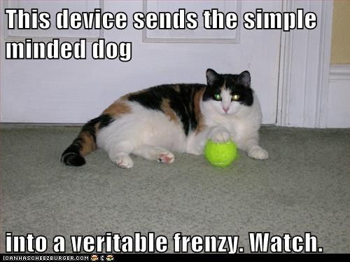 funny-cat-pictures-this-device.jpg