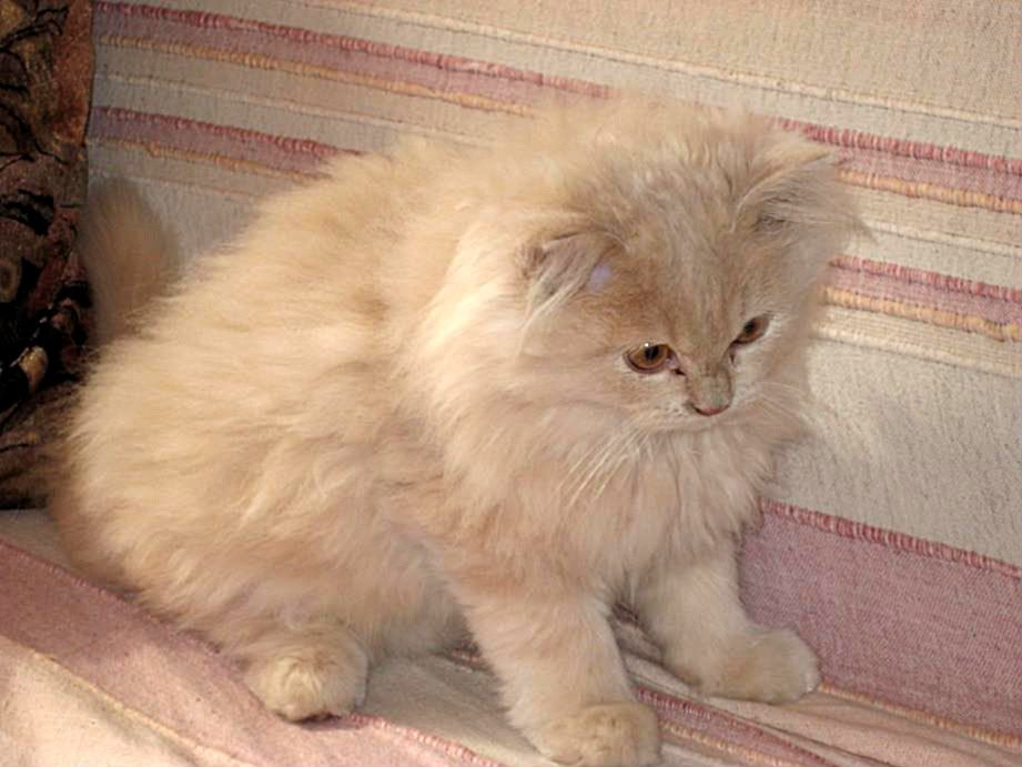 Качена снимка