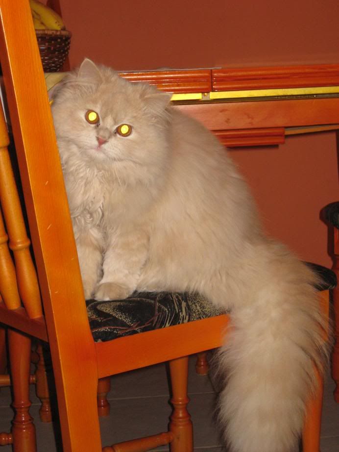 Качена снимка