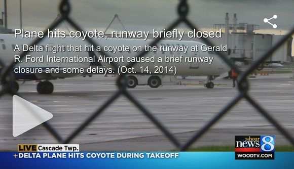 delta flight hit coyote