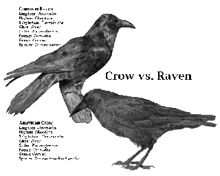 Raven V Crow