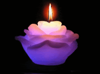 rose candle Pictures, Images and Photos
