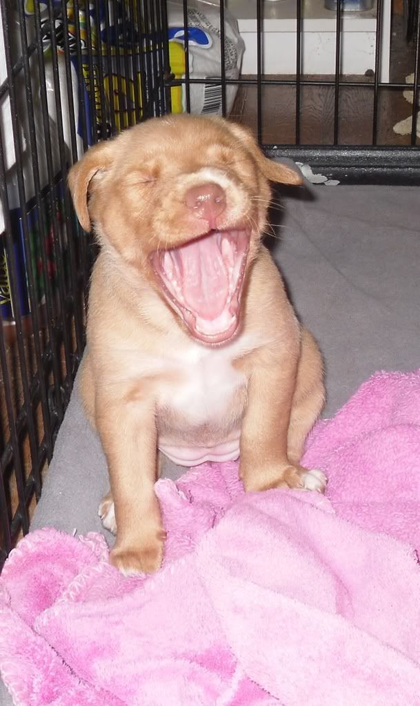 20090210_210.jpg Sleepy Puppy! image by 1tonsgurl07