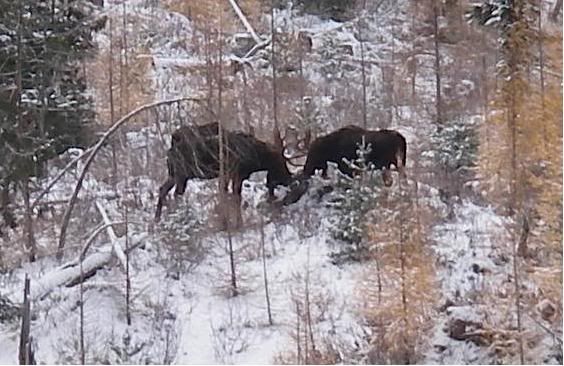 Moose-3Bulls-01s.jpg