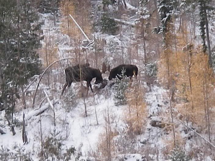 Moose-3Bulls-03s.jpg