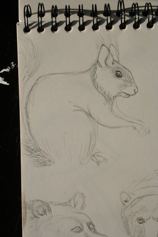 Sketchbook pt.11 - Eekhoorn