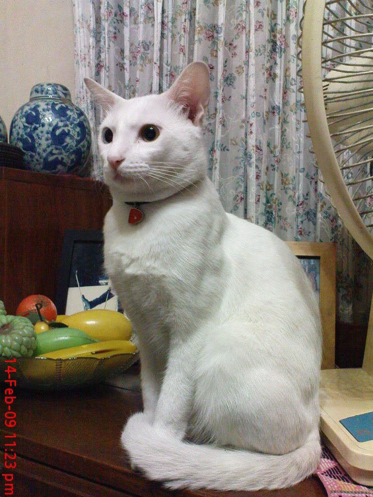 Sanat��lar en �ok KED� sever - Kedi Resimleri (5. Katalog)