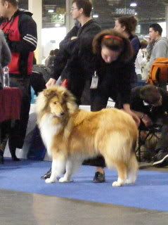 20091129DerbyCACIB046.jpg