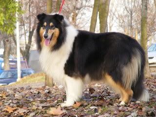 20091129DerbyCACIB486.jpg