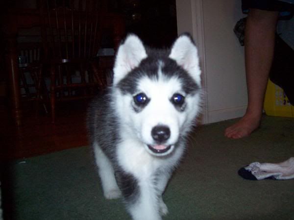 http://i617.photobucket.com/albums/tt258/Bethany_05/dog.jpg