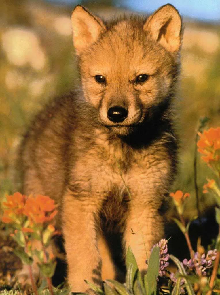 Wolf Cub Pictures, Images and Photos