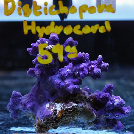 PurpleHydronocoral60.jpg
