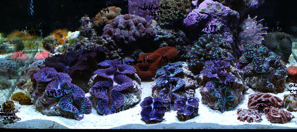 Clam Tank