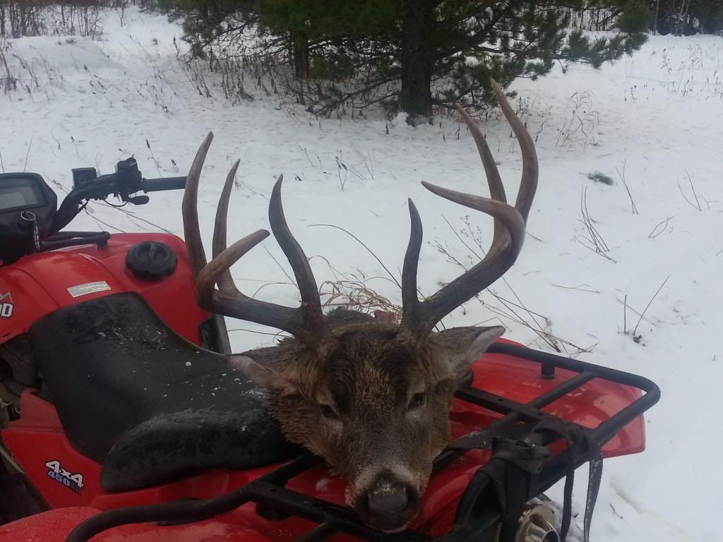 Need ideas on a deer shoulder mount