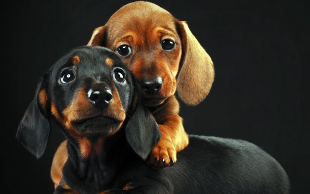 135098-1280x800-cutest-dogs.jpg