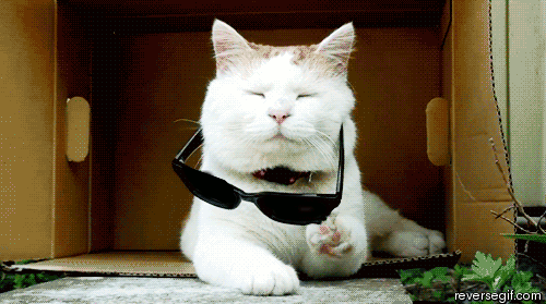 cat_zps9b04c8d2.gif