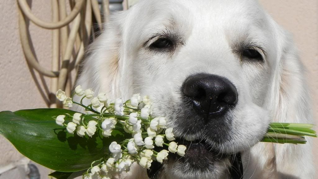dog_with_flowers_1920x1080_zps749e9159.jpg
