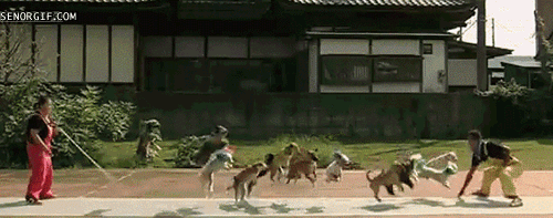 funny-gifs-jumping-dogs_zps8e8f5bba.gif
